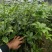 正東古龙大红（罗马品种）八角苗八角树苗矮化八角嫁接苗