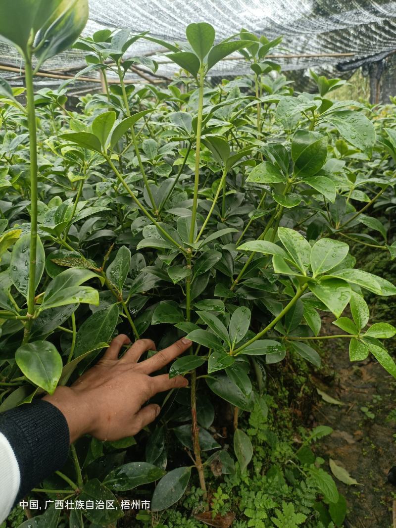 正東古龙大红（罗马品种）八角苗八角树苗矮化八角嫁接苗
