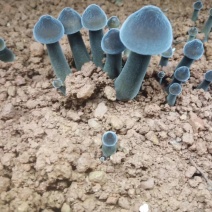 鸡枞菌