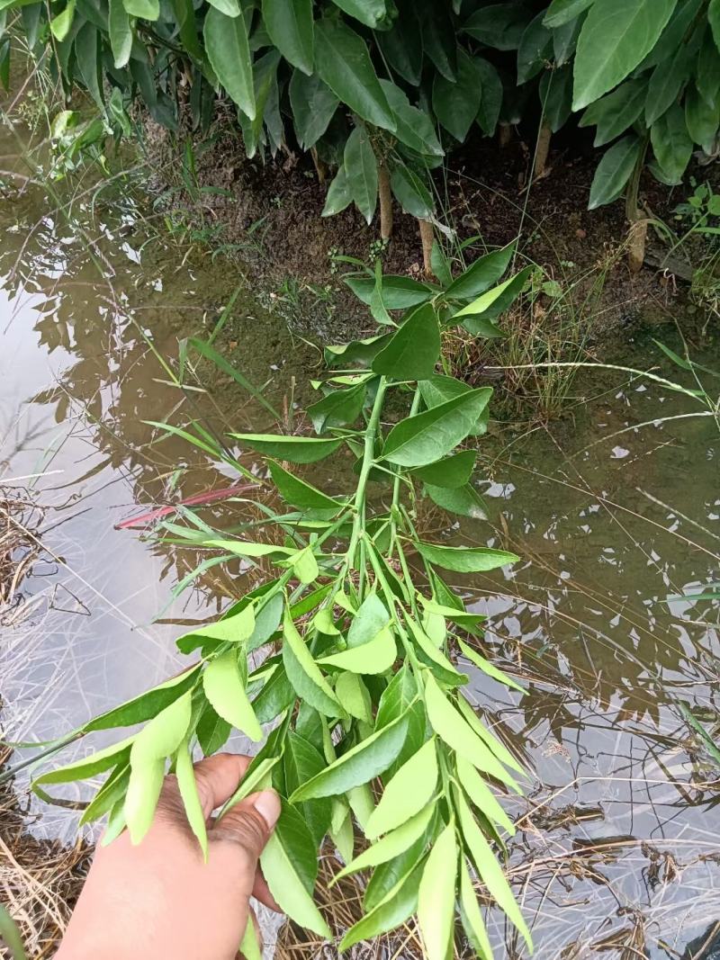 爱莎（华美一号）包正宗假一赔十火爆品种，免费提供技术