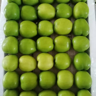 漳州大青枣