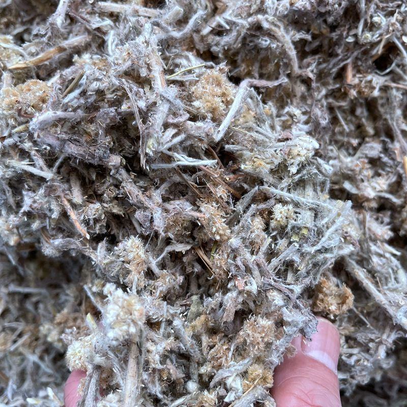鼠曲草佛耳草鼠耳草毛耳朵绒毛草毛毛头正品不满意可退换货
