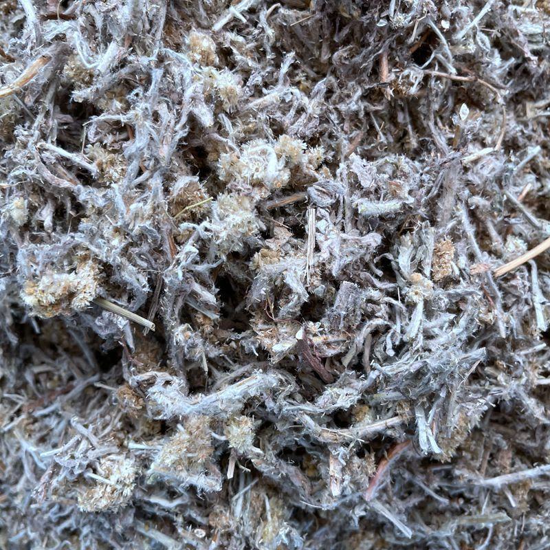 鼠曲草佛耳草鼠耳草毛耳朵绒毛草毛毛头正品不满意可退换货