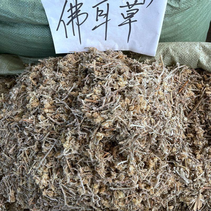鼠曲草佛耳草鼠耳草毛耳朵绒毛草毛毛头正品不满意可退换货
