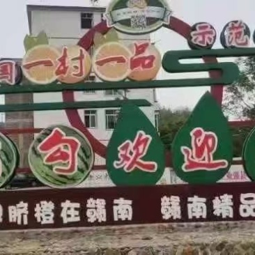 正宗赣南脐橙
