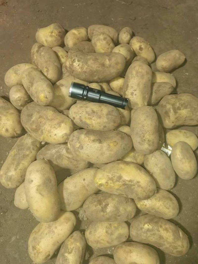 高原地带的土豆大量上市品质保证货源充足欢迎选购