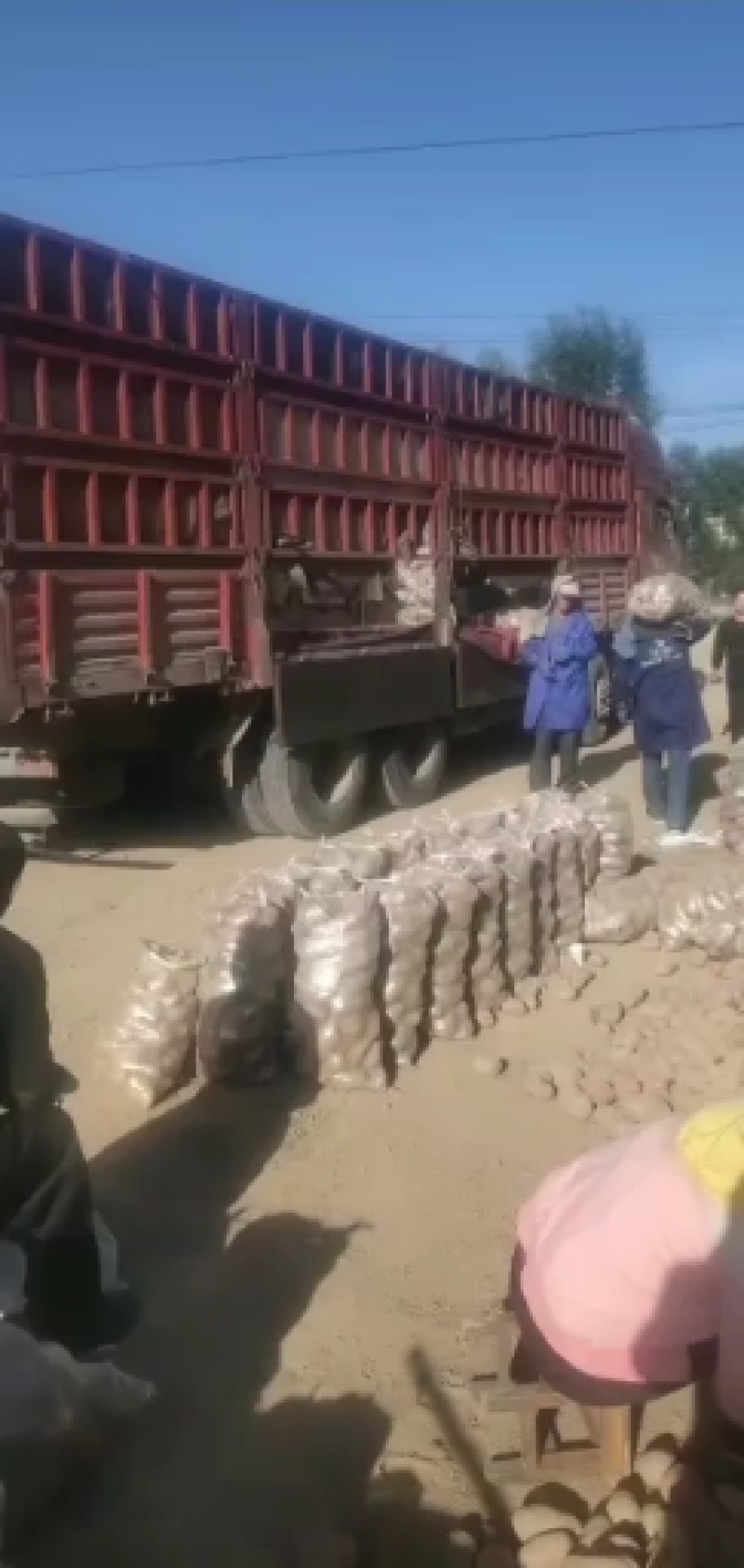 高原地带的土豆大量上市品质保证货源充足欢迎选购