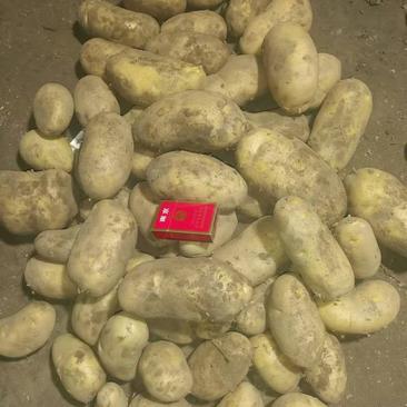 高原地带的土豆大量上市品质保证货源充足欢迎选购