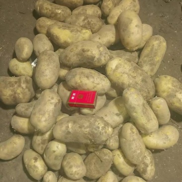 高原地带的土豆大量上市品质保证货源充足欢迎选购