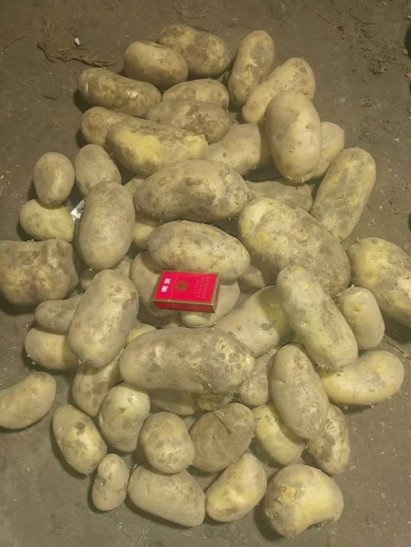 高原地带的土豆大量上市品质保证货源充足欢迎选购