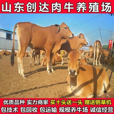 鲁西黄牛犊买十头送两头大型肉牛养殖场出售活牛免费运输