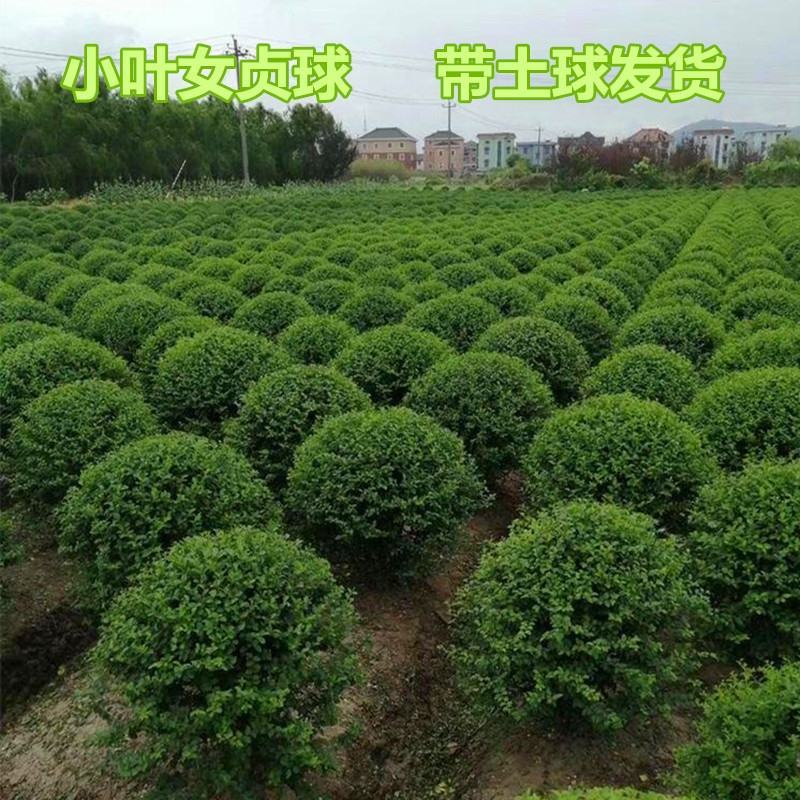 女贞球小叶女贞球别墅绿化专用球色块女贞球彩色女贞球女贞苗