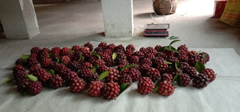 出售大血滕果黑老虎