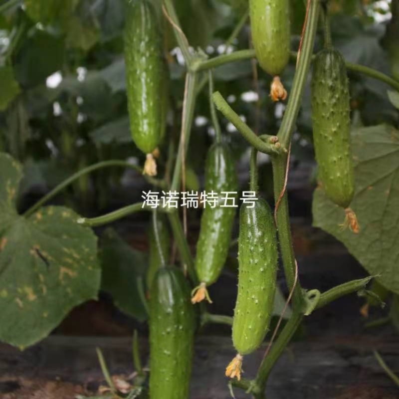 强雌水果黄瓜种子海诺瑞特五号刺瘤中等翠绿色高产旱黄瓜种