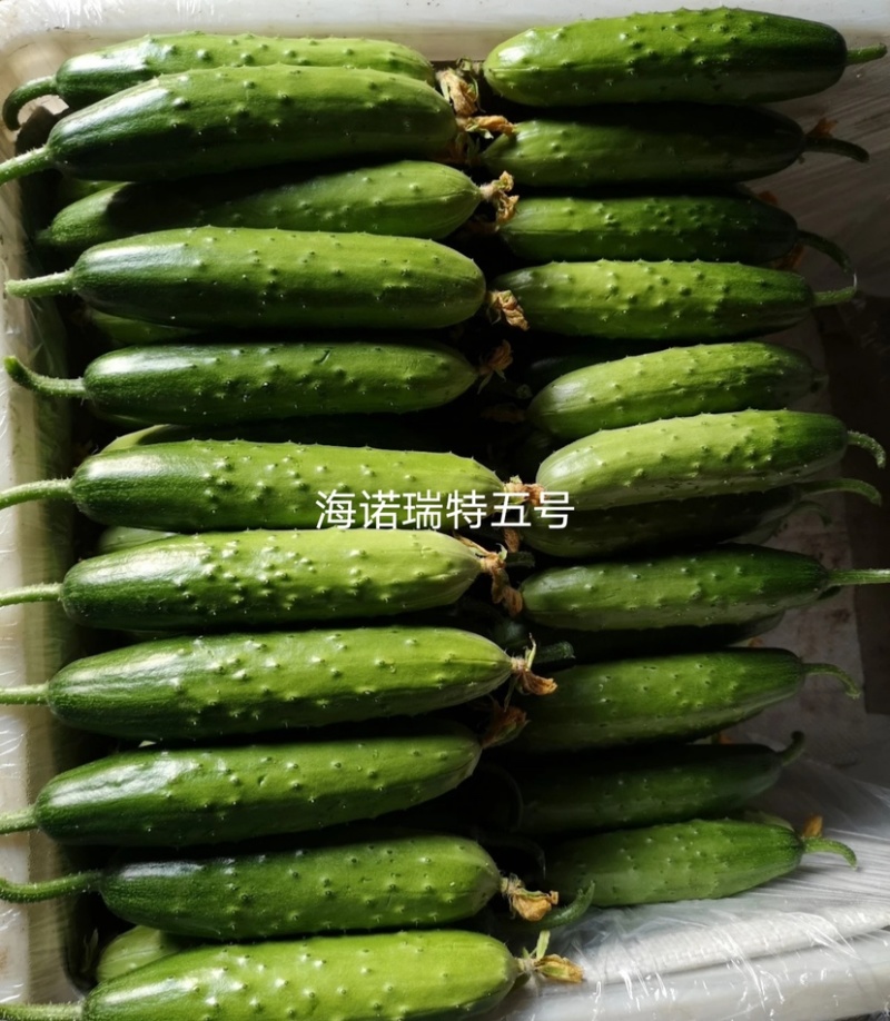 强雌水果黄瓜种子海诺瑞特五号刺瘤中等翠绿色高产旱黄瓜种