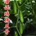 强雌水果黄瓜种子海诺瑞特五号刺瘤中等翠绿色高产旱黄瓜种