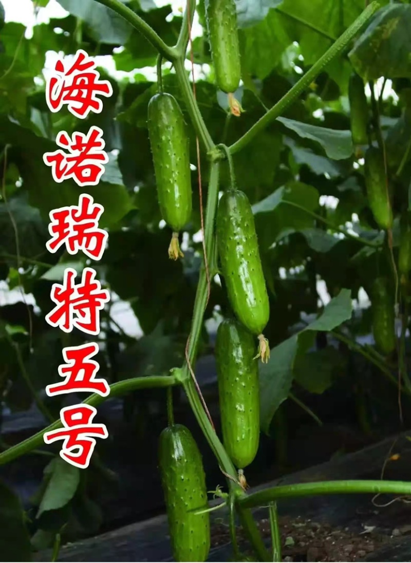 强雌水果黄瓜种子海诺瑞特五号刺瘤中等翠绿色高产旱黄瓜种