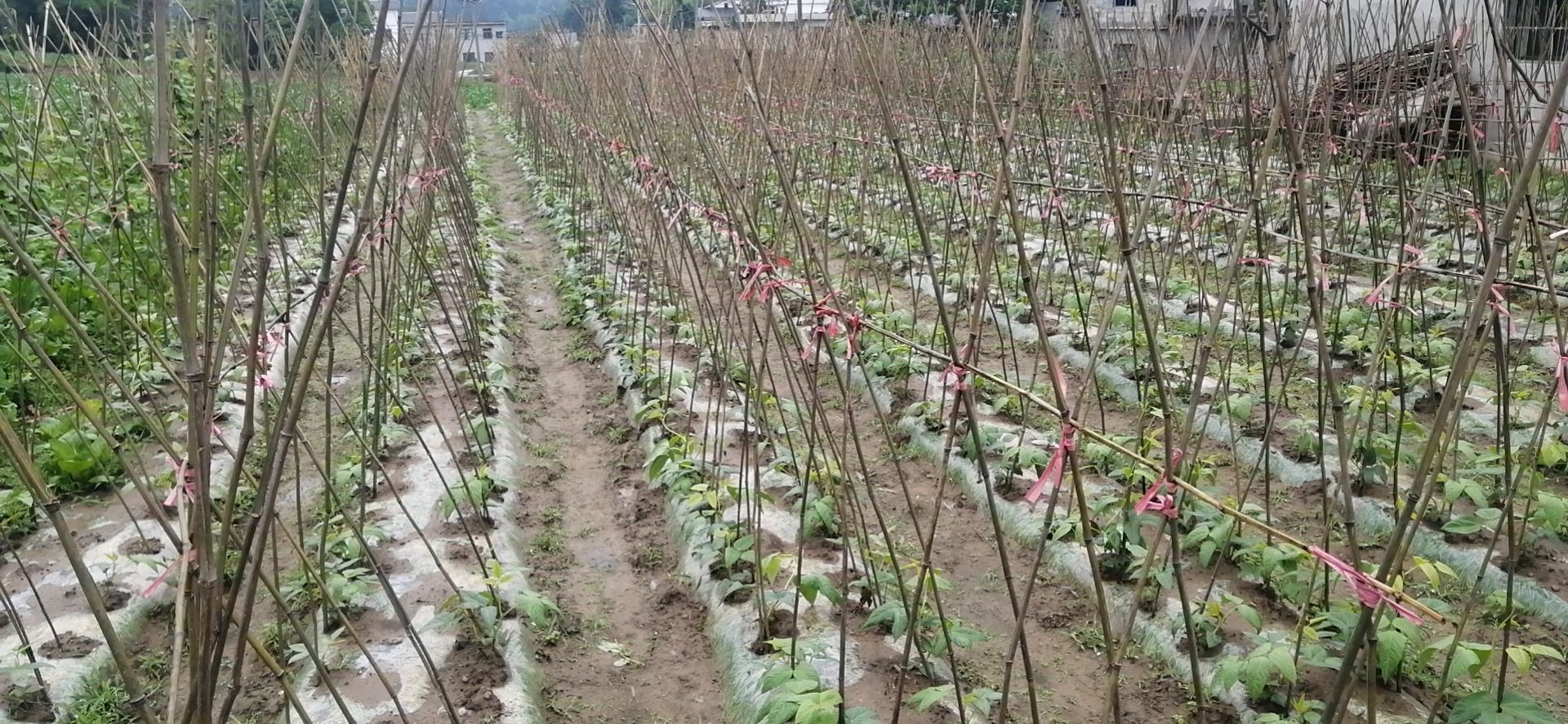 长豆角大棚种植场景