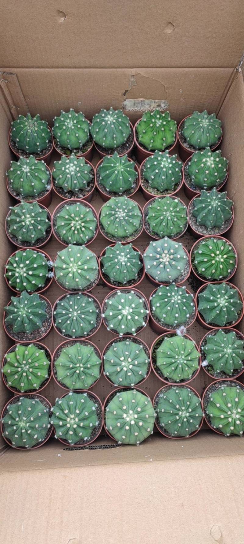 短毛丸多肉植物福建漳州精品多肉仙人球