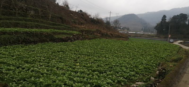 贵州盐酸菜雪里红盐酸菜，高原品质，露天直播。