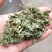 芙蓉叶木芙蓉叶干货农副产品不满意可退换货