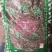 芙蓉叶木芙蓉叶干货农副产品不满意可退换货