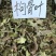 功劳叶十大功劳叶枸骨叶猫儿刺八角刺冷背药材齐全
