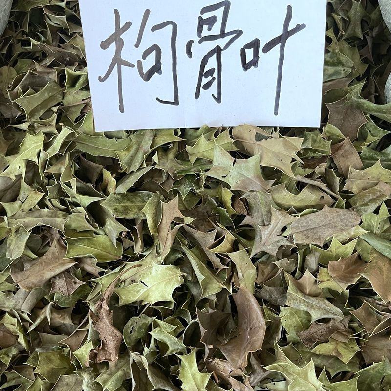 功劳叶十大功劳叶枸骨叶猫儿刺八角刺冷背药材齐全