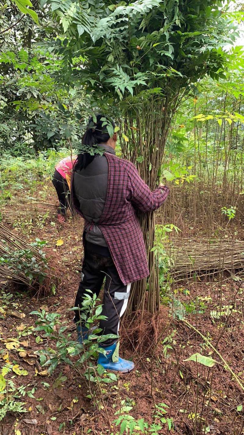 重庆栾树苗.（摇钱树苗）四川栾树苗基地直发