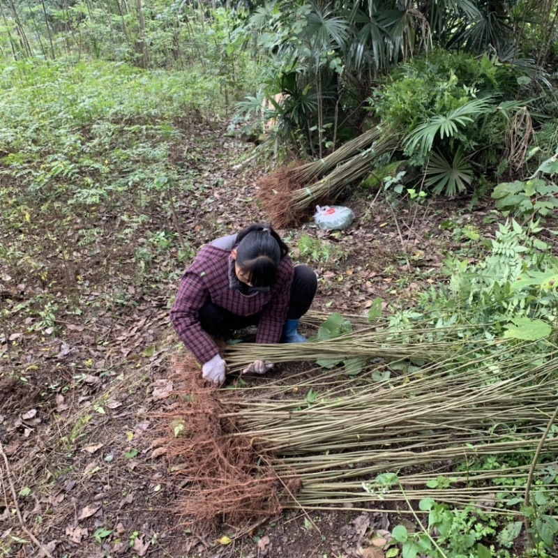 重庆栾树苗.（摇钱树苗）四川栾树苗基地直发