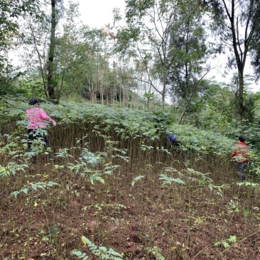 重庆栾树苗.（摇钱树苗）四川栾树苗基地直发