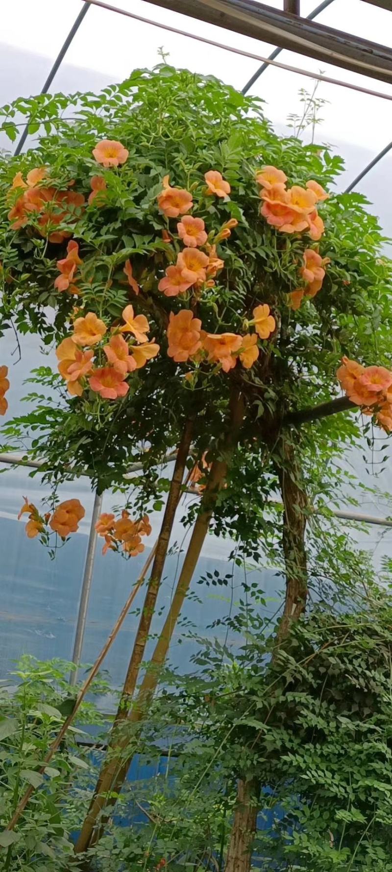 凌霄花凌霄苗凌霄爬藤植物耐寒凌霄花苗爬藤植物四季好养花