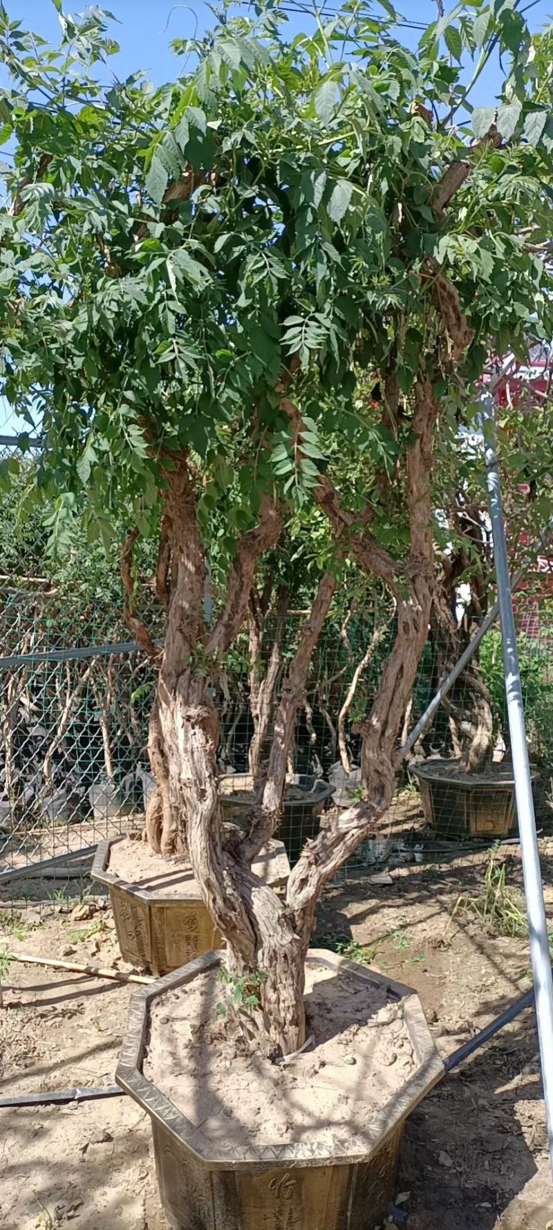 凌霄花凌霄苗凌霄爬藤植物耐寒凌霄花苗爬藤植物四季好养花