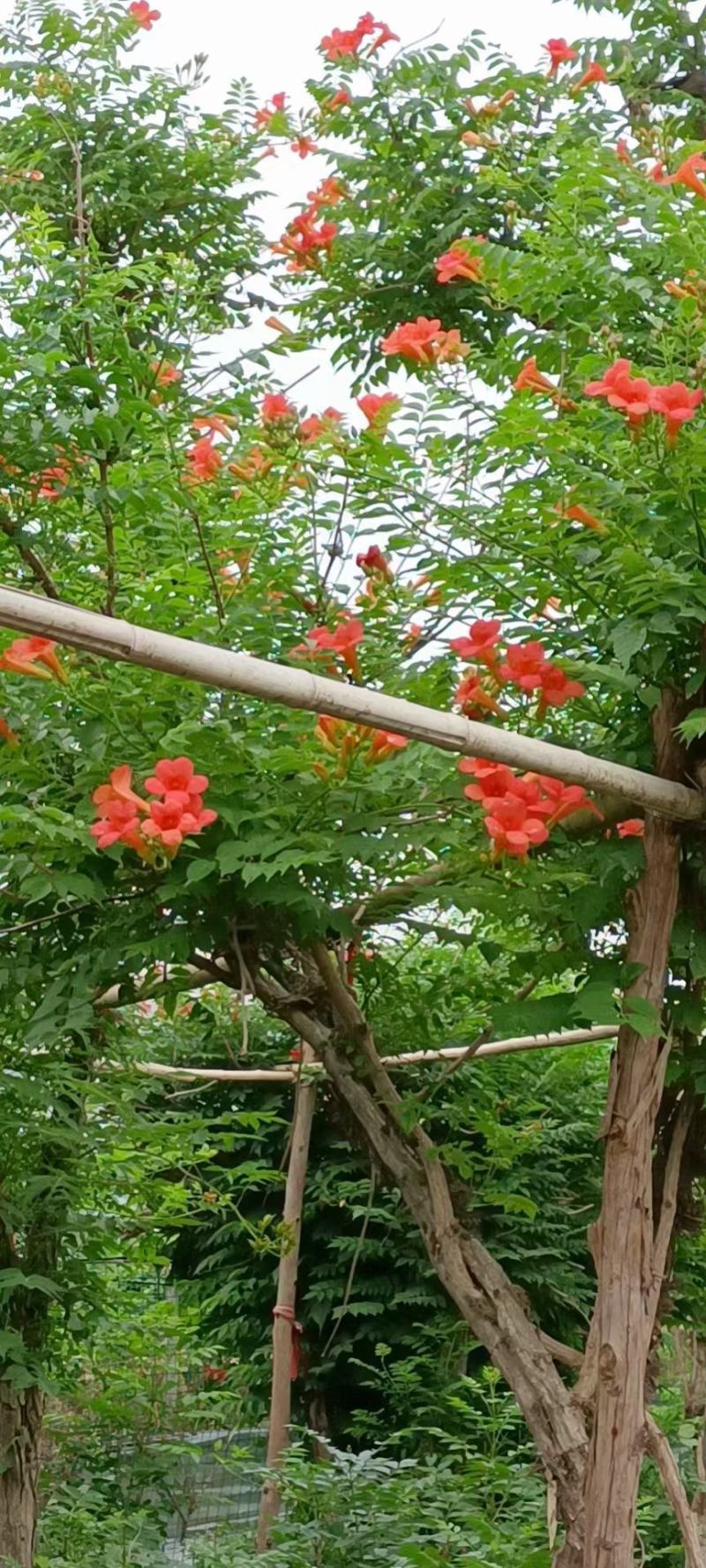 凌霄花凌霄苗凌霄爬藤植物耐寒凌霄花苗爬藤植物四季好养花
