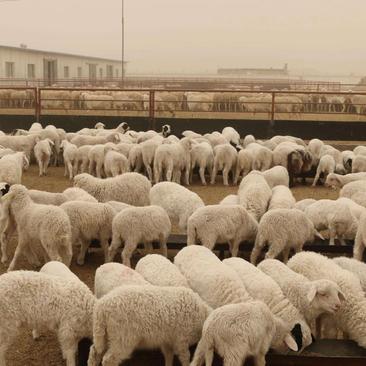 小尾寒羊繁殖怀孕母羊种公羊小羊羔买十只送一只