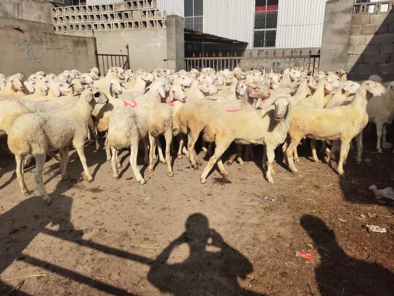 小尾寒羊繁殖怀孕母羊种公羊小羊羔买十只送一只