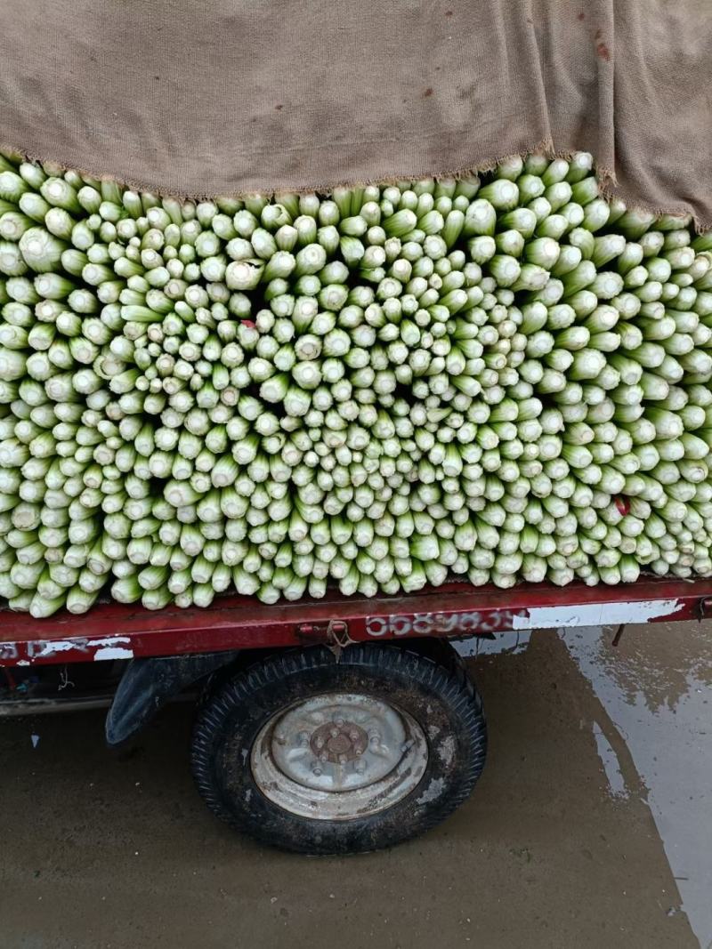 精品芹菜，基地芹菜大量上市质量有保障自己工人，需要的联系