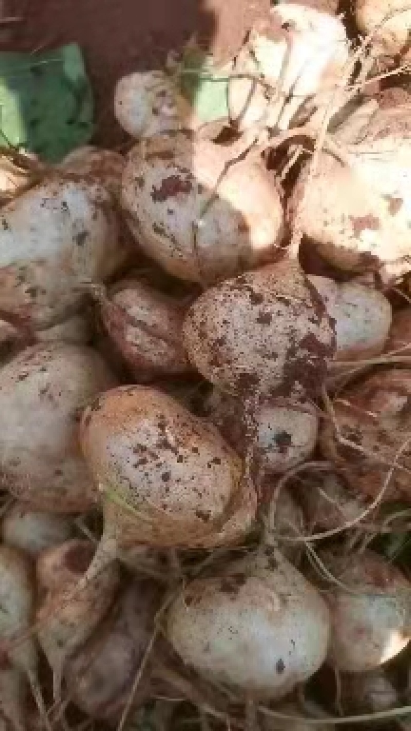 种植豆薯，又名地瓜，黄泥巴土地种植，口感好，细嫩，脆甜。