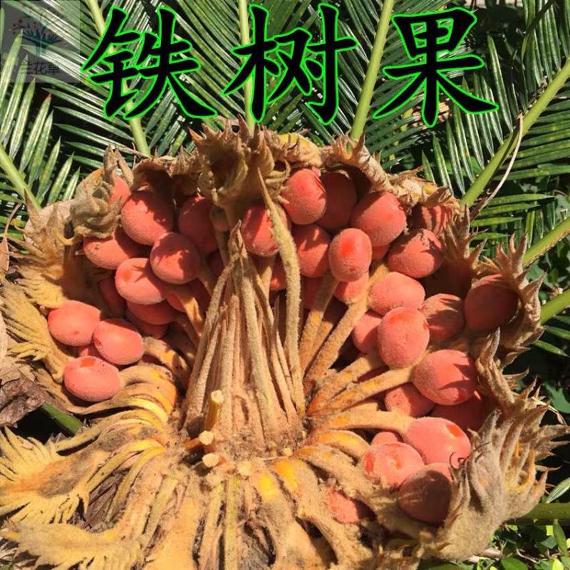 铁树种子变盆栽可开花南北方都种植不怕冻耐寒绿植苏铁种苗