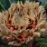 铁树种子变盆栽可开花南北方都种植不怕冻耐寒绿植苏铁种苗