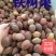 铁树种子变盆栽可开花南北方都种植不怕冻耐寒绿植苏铁种苗