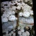 新品大花菇新上市