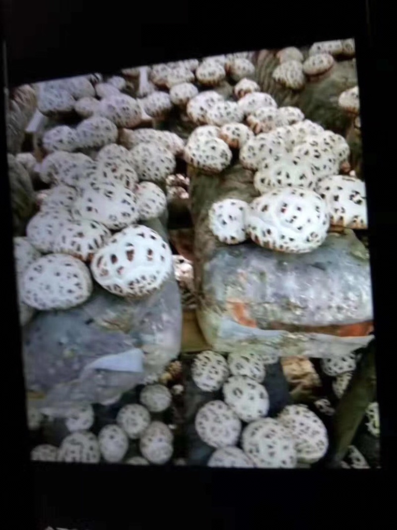新品大花菇新上市