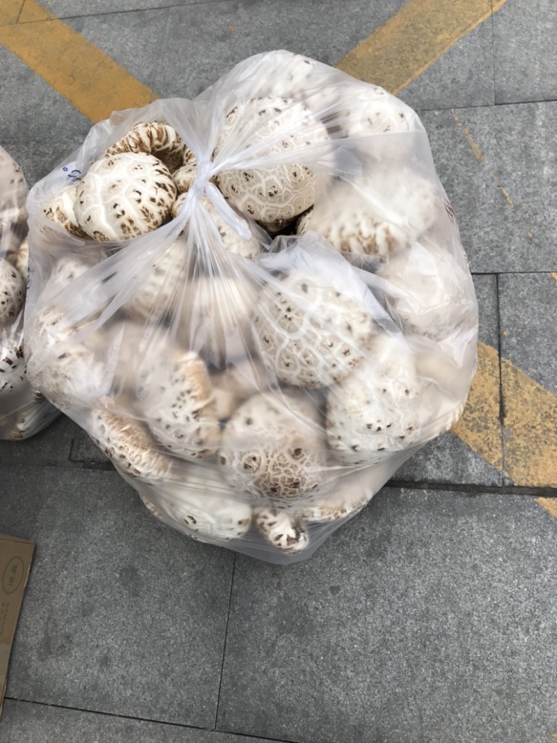 新品大花菇新上市