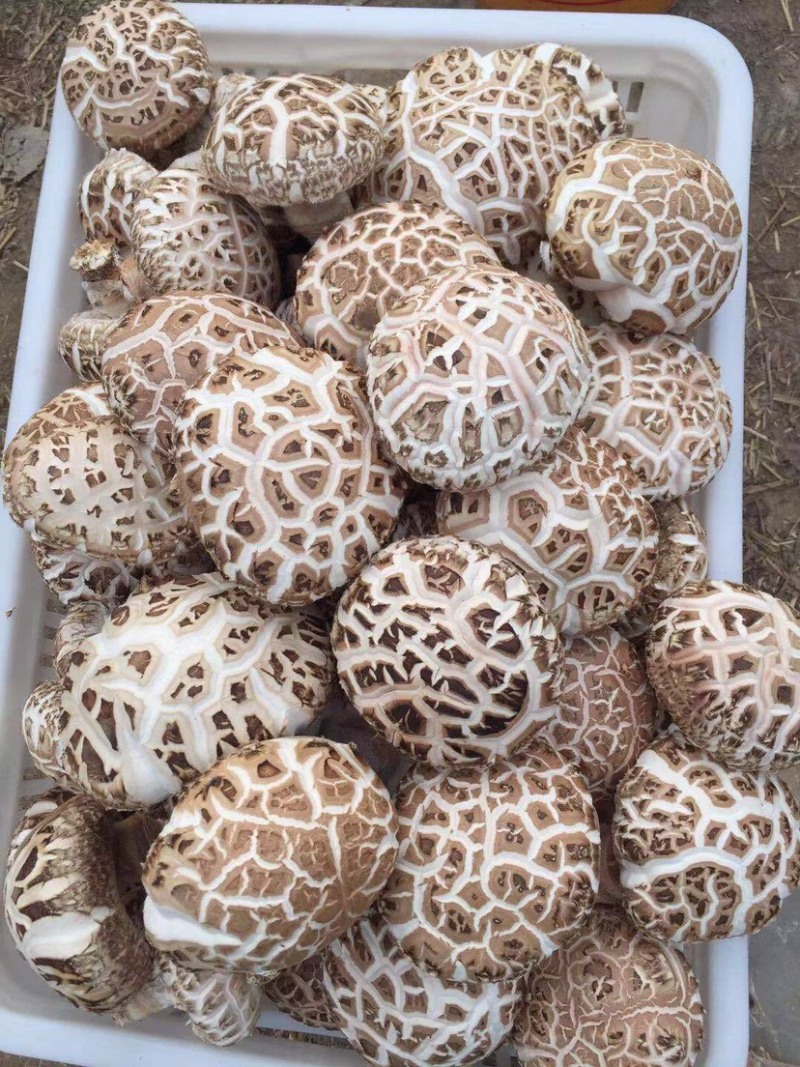 新品大花菇新上市