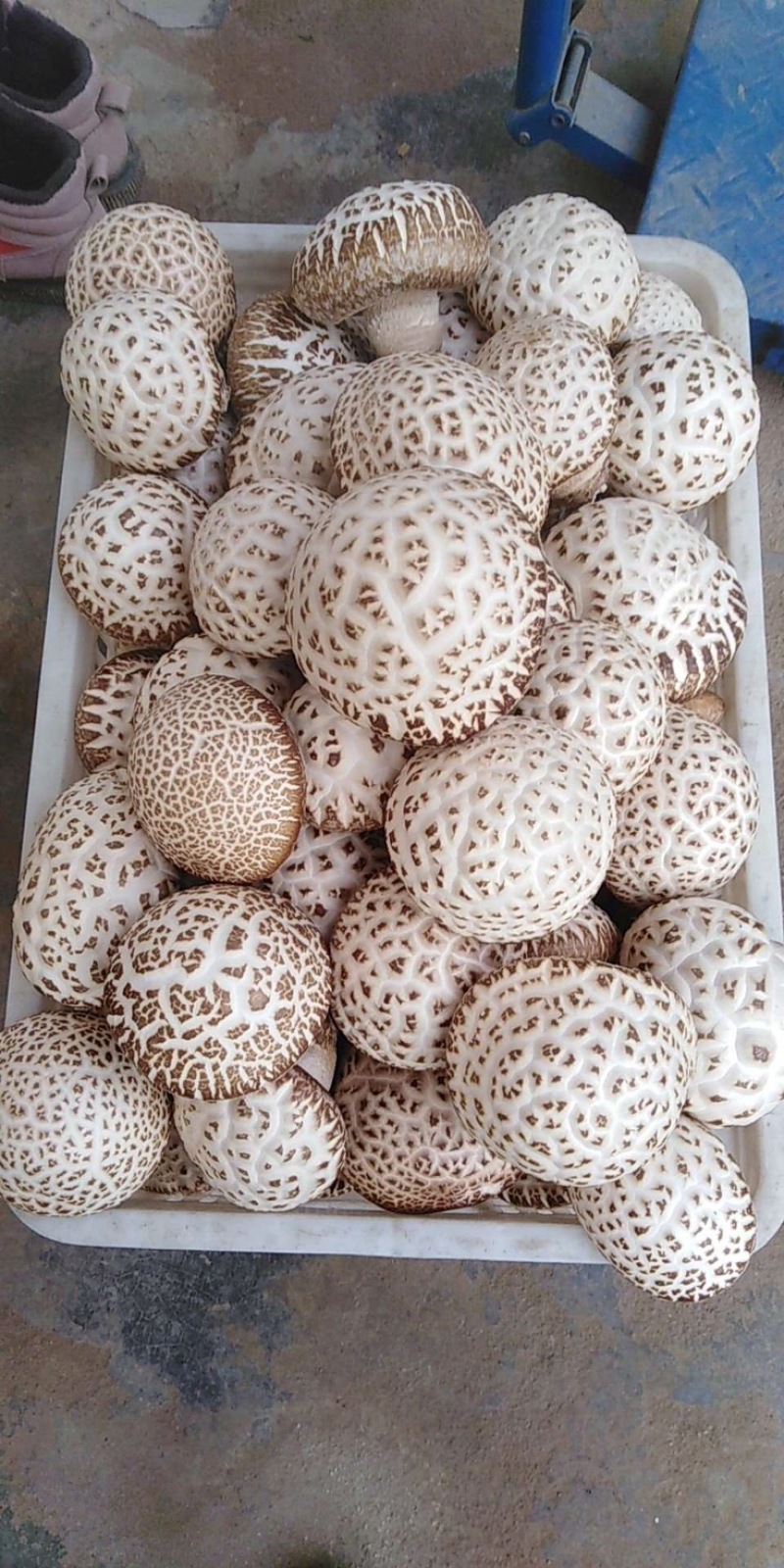 新品大花菇新上市