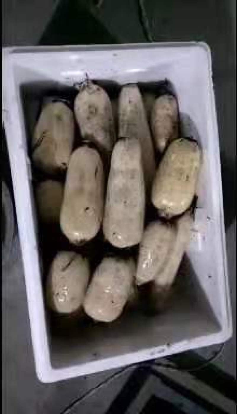 优质莲藕产地直供货源充足保质保量承接电商团购批发市场