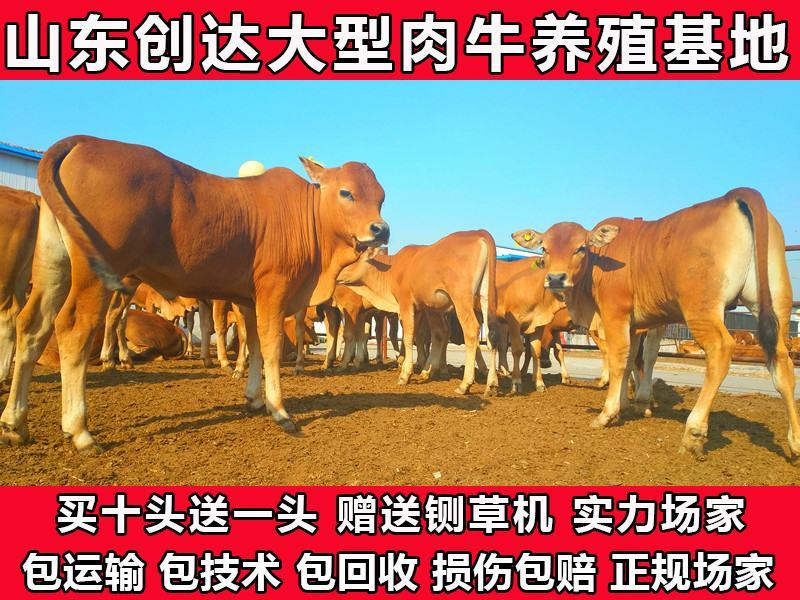 黄牛买十头送一头赠送铡草机繁殖母牛育肥公牛包成活