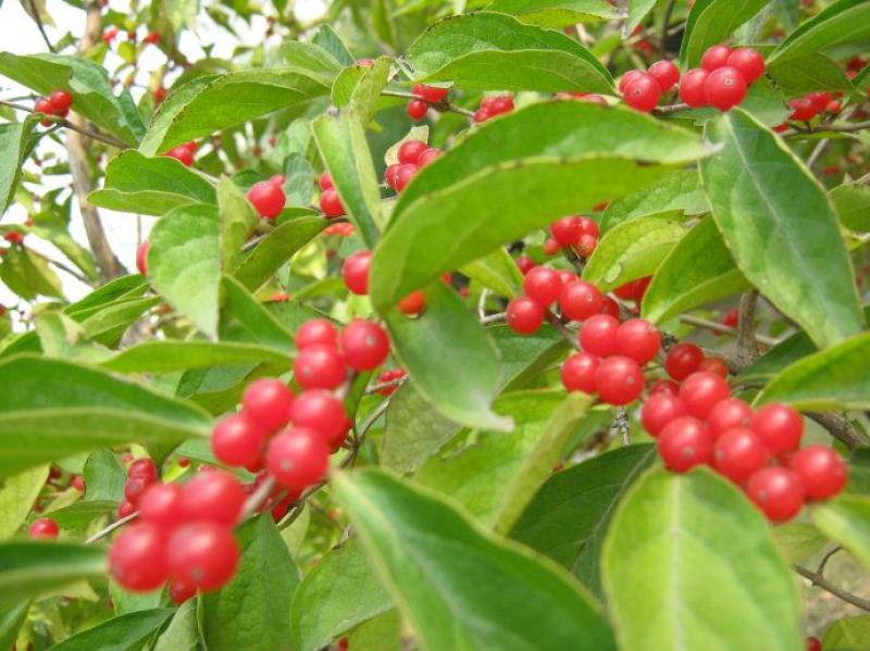 金银木种子花木绿化行道林木苗木植物树种籽林木种子