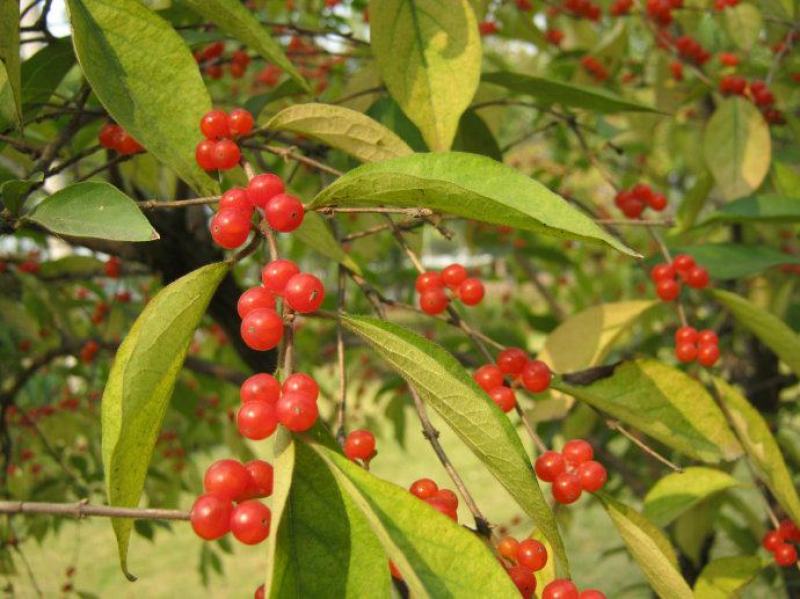 金银木种子花木绿化行道林木苗木植物树种籽林木种子